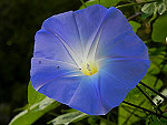 Clarke's Heavenly Blue Ipomoea Tricolor