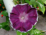 Imperial Majesty Ipomoea Nil